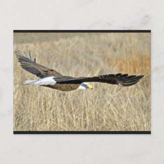 Briefkaart van American Bald Eagle III