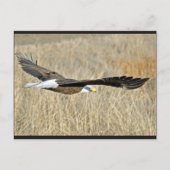 Briefkaart van American Bald Eagle III (Voorkant)