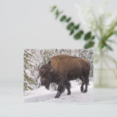 Briefkaart van American Bison (Bison bison) (Staand voorkant)