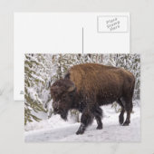 Briefkaart van American Bison (Bison bison) (Voorkant / Achterkant)