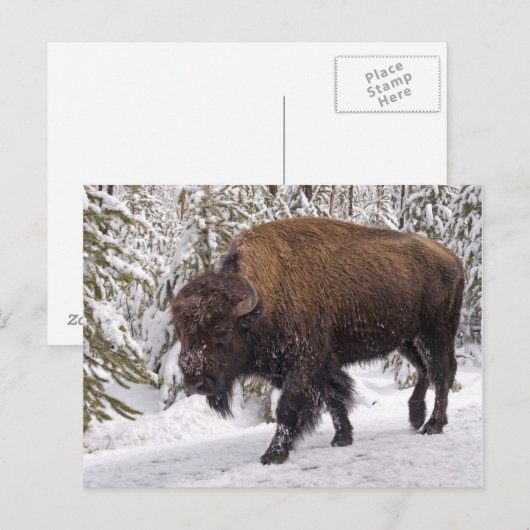 Briefkaart van American Bison (Bison bison) (Voorkant / Achterkant)