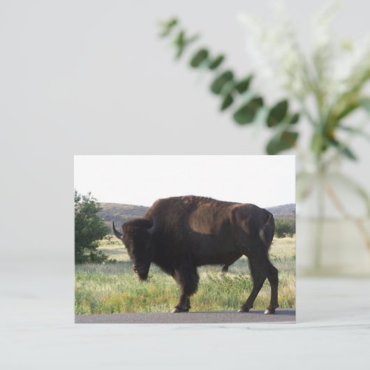 Briefkaart van American Bison Oklahoma (Staand voorkant)
