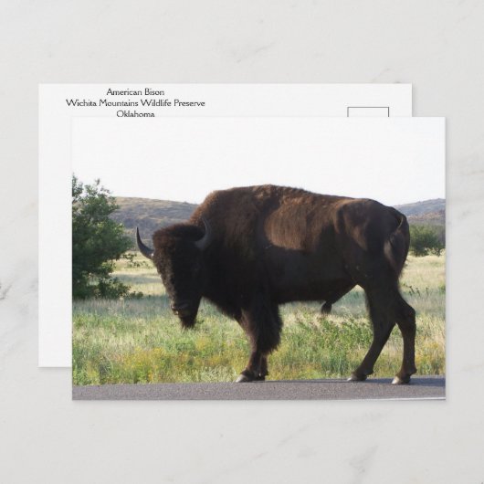 Briefkaart van American Bison Oklahoma (Voorkant / Achterkant)