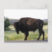 Briefkaart van American Bison Oklahoma (Voorkant)