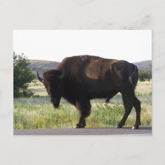 Briefkaart van American Bison Oklahoma (Voorkant)
