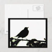 Briefkaart van American Robin Silhouette (Voorkant / Achterkant)