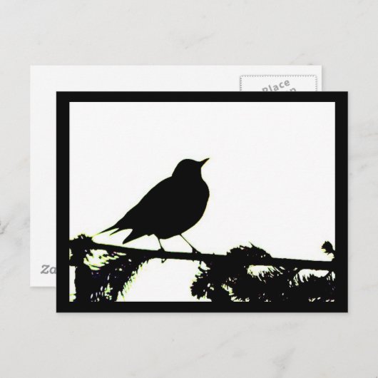 Briefkaart van American Robin Silhouette (Voorkant / Achterkant)