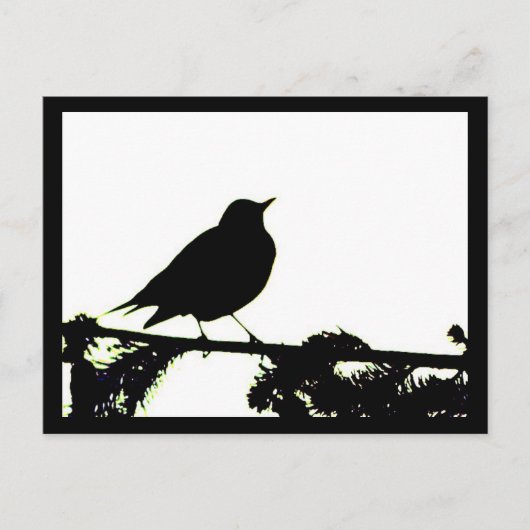 Briefkaart van American Robin Silhouette (Voorkant)