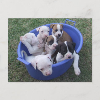 Briefkaart van Amerikaanse Puppies