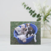 Briefkaart van Amerikaanse Puppies (Staand voorkant)