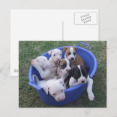 Briefkaart van Amerikaanse Puppies (Voorkant / Achterkant)