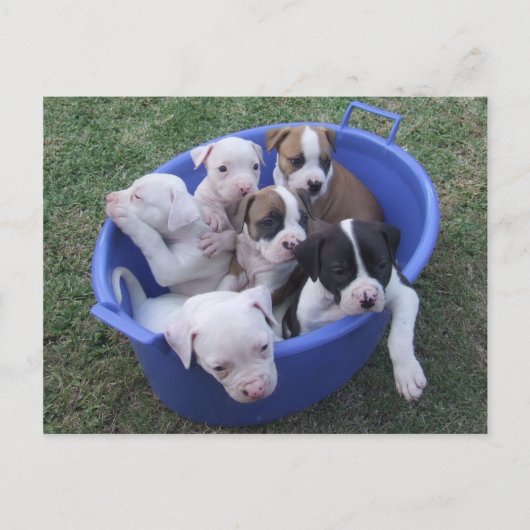Briefkaart van Amerikaanse Puppies (Voorkant)