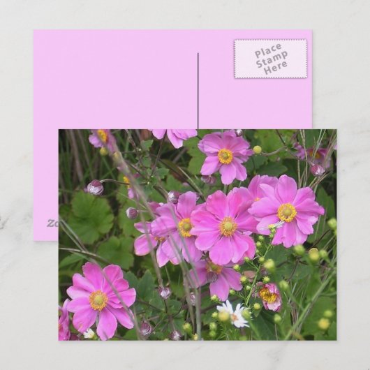 Briefkaart van Anemones (Voorkant / Achterkant)