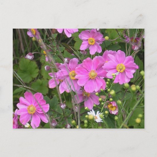 Briefkaart van Anemones (Voorkant)
