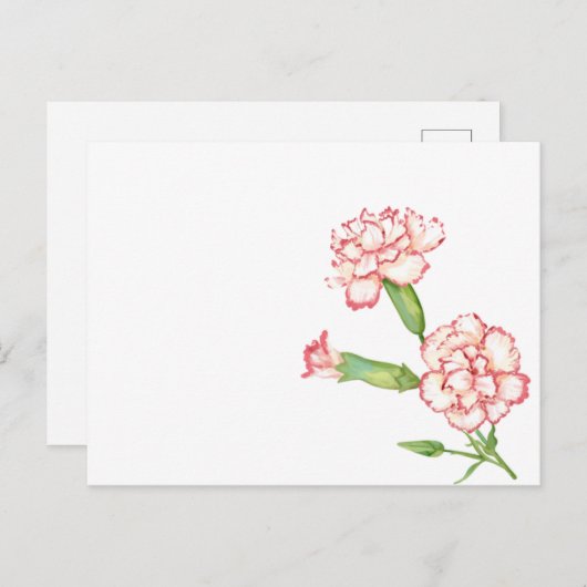 Briefkaart van anjers (Voorkant / Achterkant)