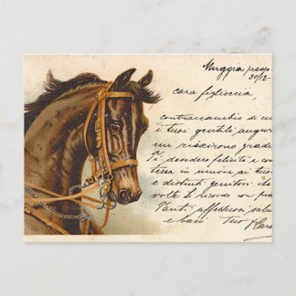 Briefkaart van Antiek paardenhoofd