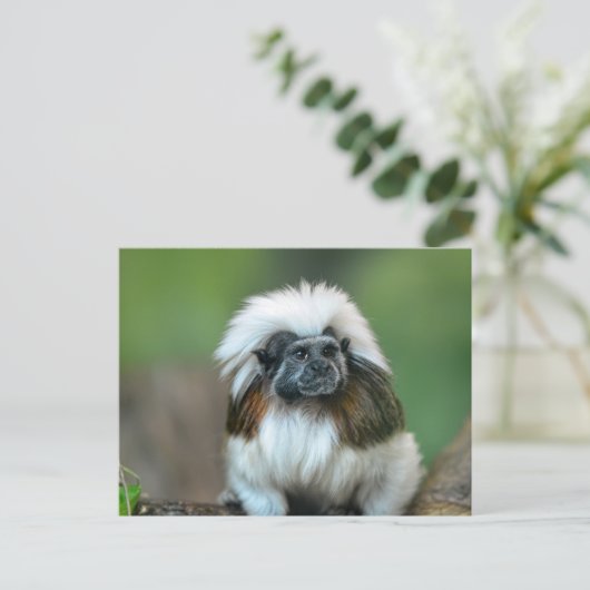 Briefkaart van apen (Staand voorkant)