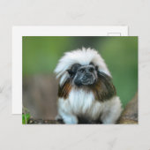 Briefkaart van apen (Voorkant / Achterkant)