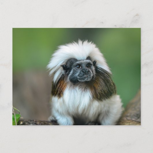 Briefkaart van apen (Voorkant)