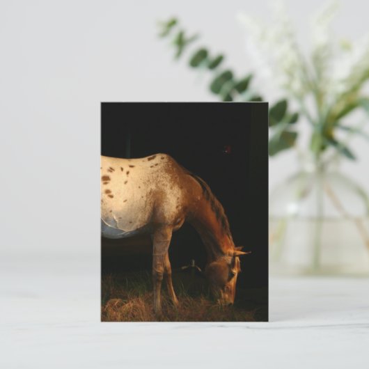 Briefkaart van Appaloosa Horse (Staand voorkant)