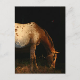Briefkaart van Appaloosa Horse