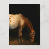 Briefkaart van Appaloosa Horse (Voorkant)