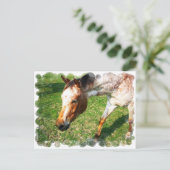 Briefkaart van Appaloosa Horse (Staand voorkant)