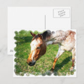 Briefkaart van Appaloosa Horse (Voorkant / Achterkant)