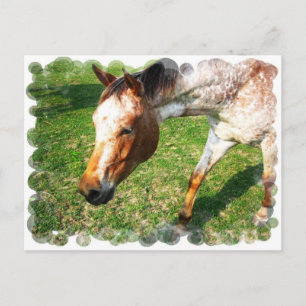 Briefkaart van Appaloosa Horse