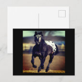 Briefkaart van Appaloosa Horse (Voorkant / Achterkant)