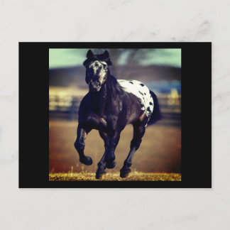 Briefkaart van Appaloosa Horse