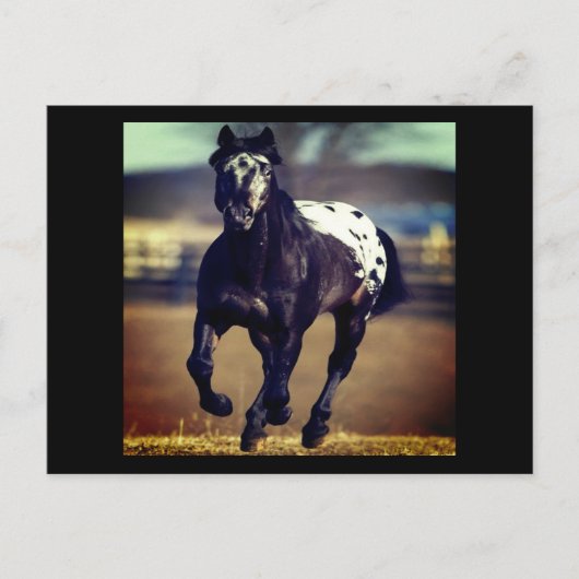 Briefkaart van Appaloosa Horse (Voorkant)