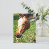 Briefkaart van Appaloosa Horse (Staand voorkant)