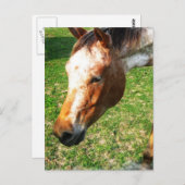 Briefkaart van Appaloosa Horse (Voorkant / Achterkant)