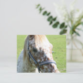 Briefkaart van Appaloosa-paarden (Staand voorkant)