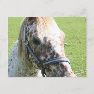 Briefkaart van Appaloosa-paarden