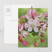 Briefkaart van appelbloesems (Voorkant / Achterkant)