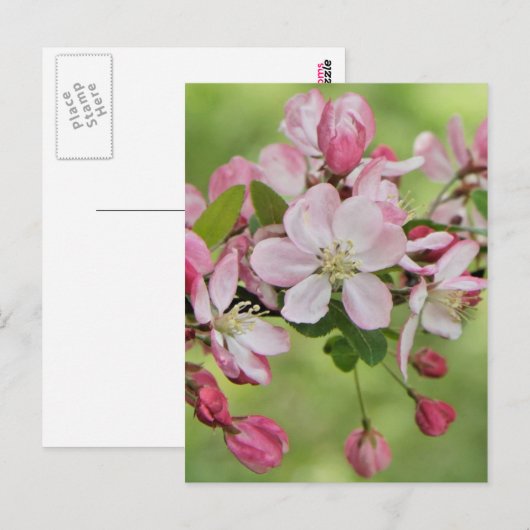 Briefkaart van appelbloesems (Voorkant / Achterkant)