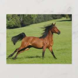 Briefkaart van Arabieren met paarden