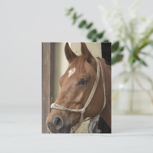 Briefkaart van Arabische paarden (Staand voorkant)