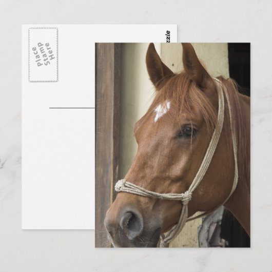 Briefkaart van Arabische paarden (Voorkant / Achterkant)