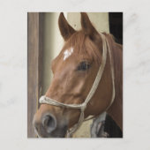 Briefkaart van Arabische paarden (Voorkant)