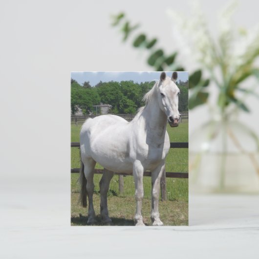 Briefkaart van Arabische paarden (Staand voorkant)