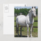 Briefkaart van Arabische paarden (Voorkant / Achterkant)