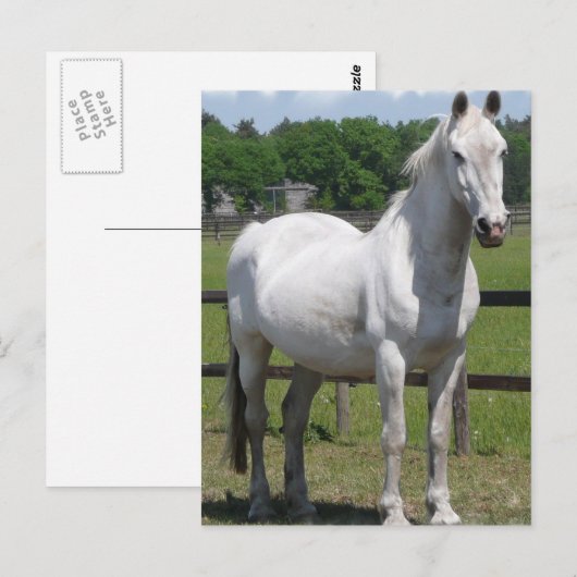 Briefkaart van Arabische paarden (Voorkant / Achterkant)