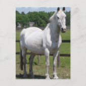 Briefkaart van Arabische paarden (Voorkant)