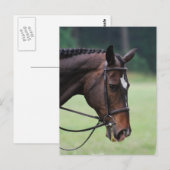 Briefkaart van Arabische paarden (Voorkant / Achterkant)