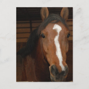Briefkaart van Arabische paarden