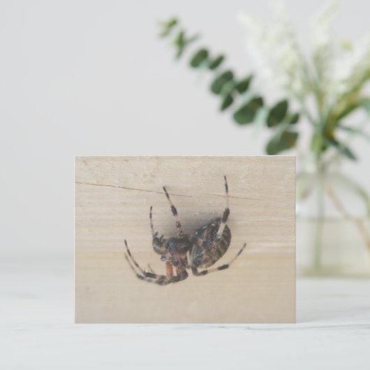 Briefkaart van Araneus Orb Web Spider (Staand voorkant)