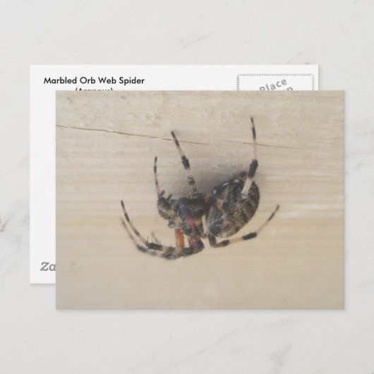 Briefkaart van Araneus Orb Web Spider (Voorkant / Achterkant)